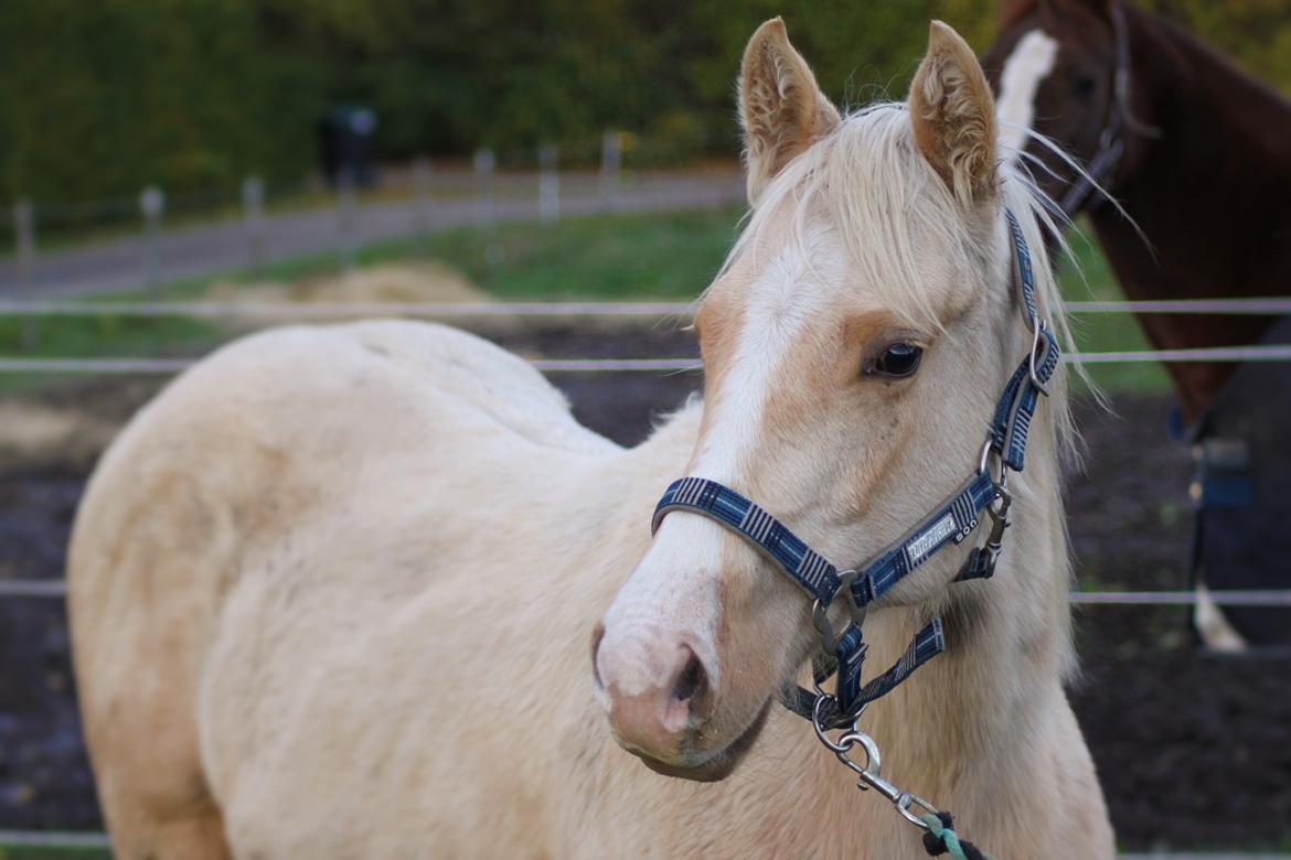 Quarter Doc´s Twinkie Bar  billede 4