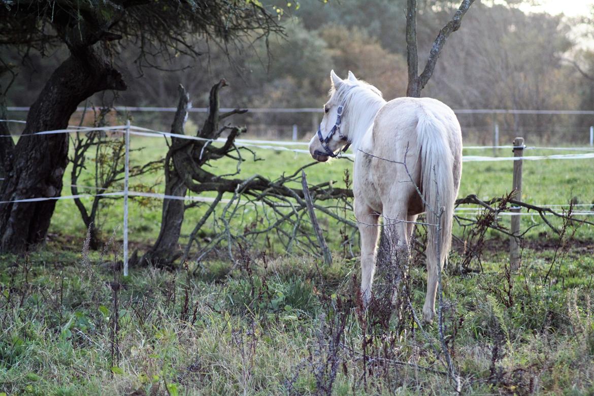 Quarter Doc´s Twinkie Bar  billede 5