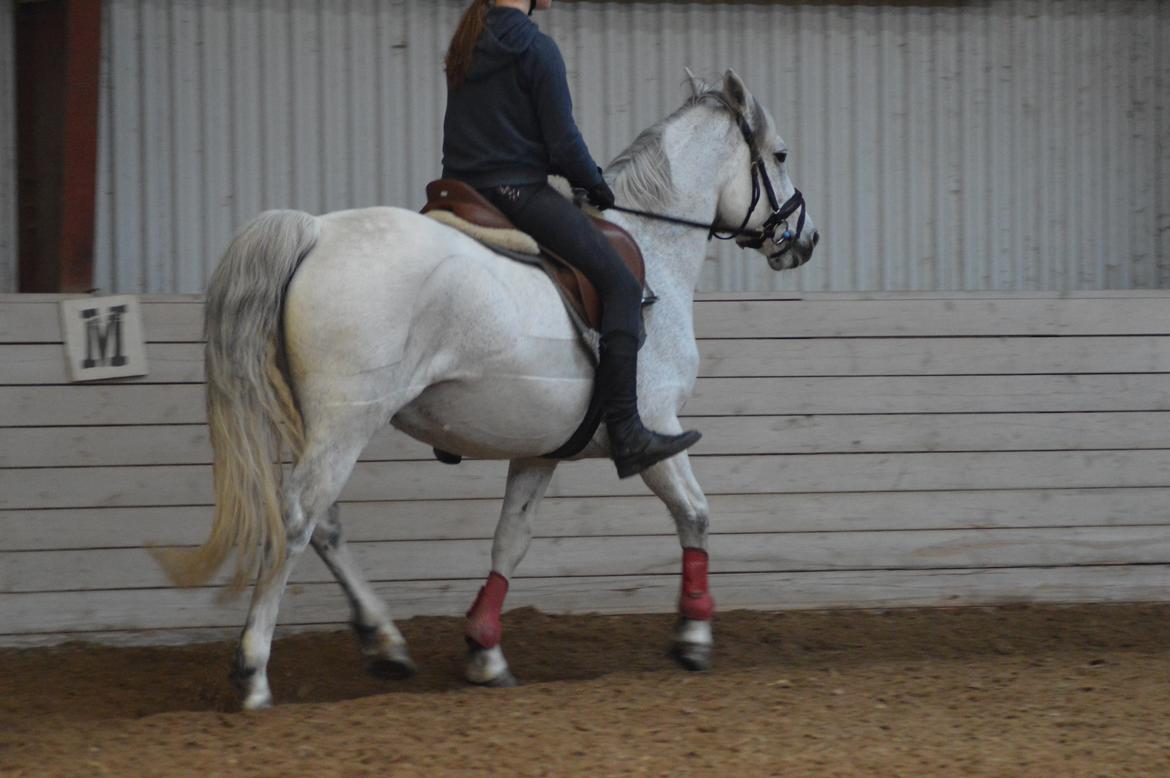 Connemara Stan - NYT - 27 okt 2016 billede 12