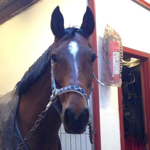 Dansk Varmblod Ivanhoe billede 18