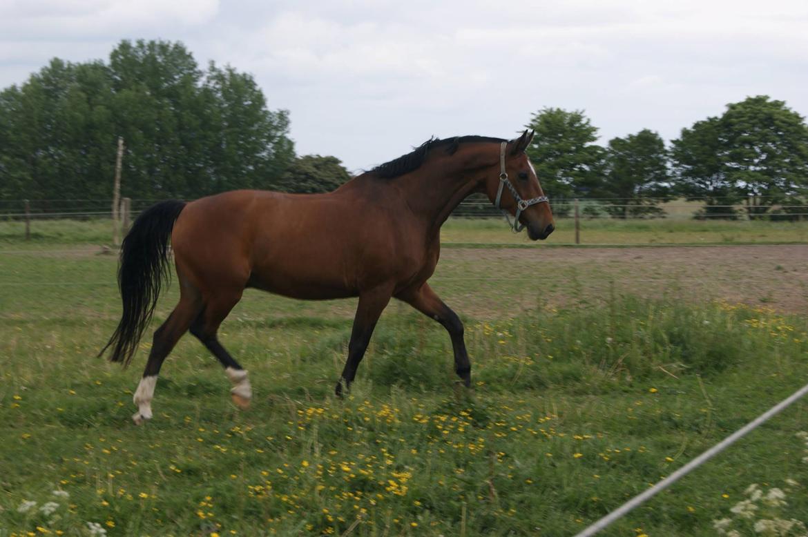 Dansk Varmblod Ivanhoe billede 1