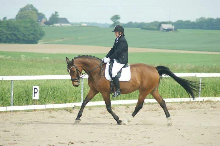 Dansk Varmblod Ivanhoe billede 2