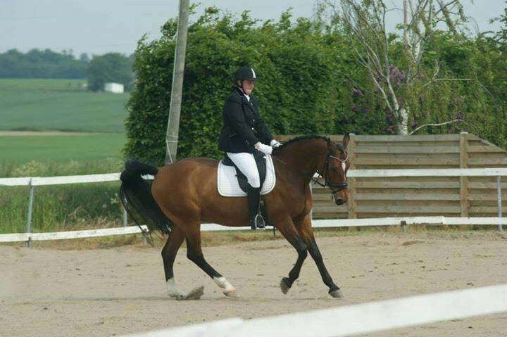 Dansk Varmblod Ivanhoe billede 3