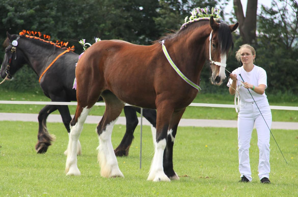 Shire Skovlys maybeline - Store hestedag 2016 billede 6