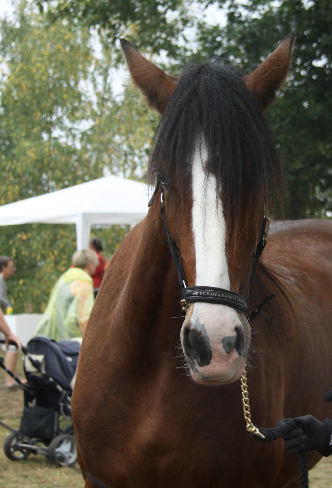 Shire Skovlys maybeline - Show LF Hestedag 2016 billede 11