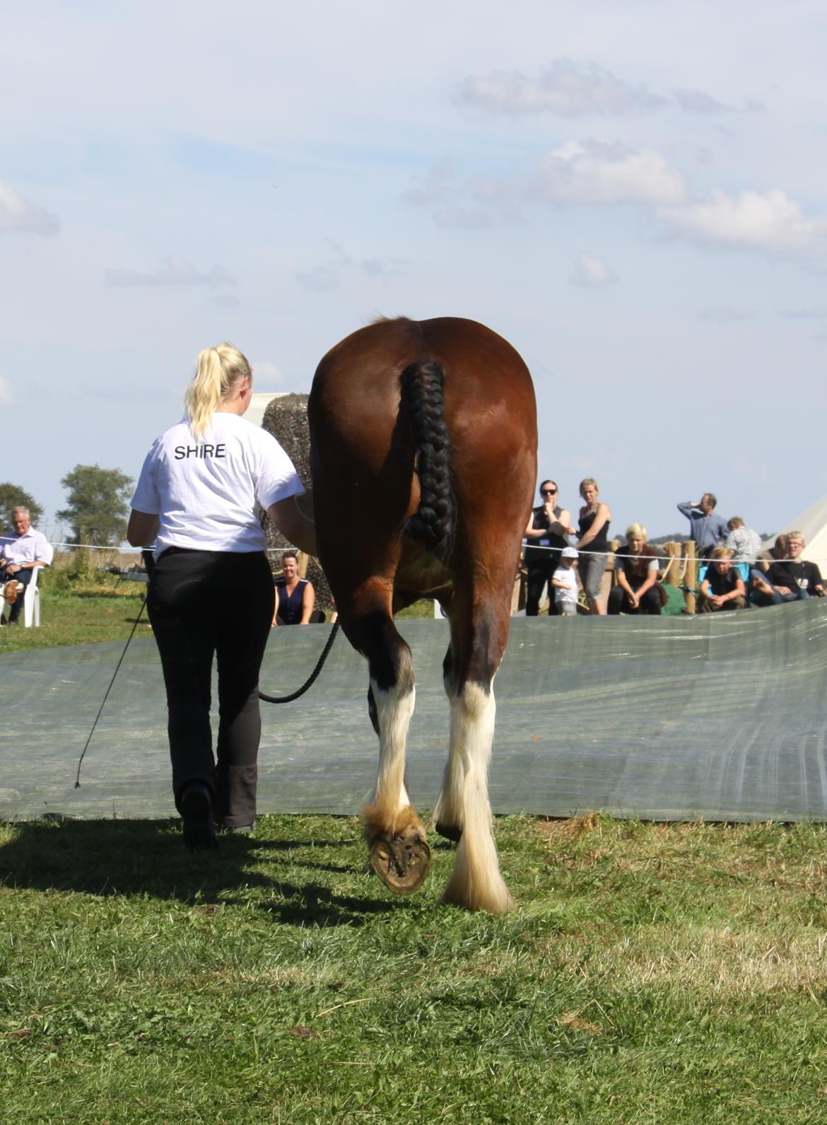 Shire Skovlys maybeline - Show Liv i landet 2016 billede 13