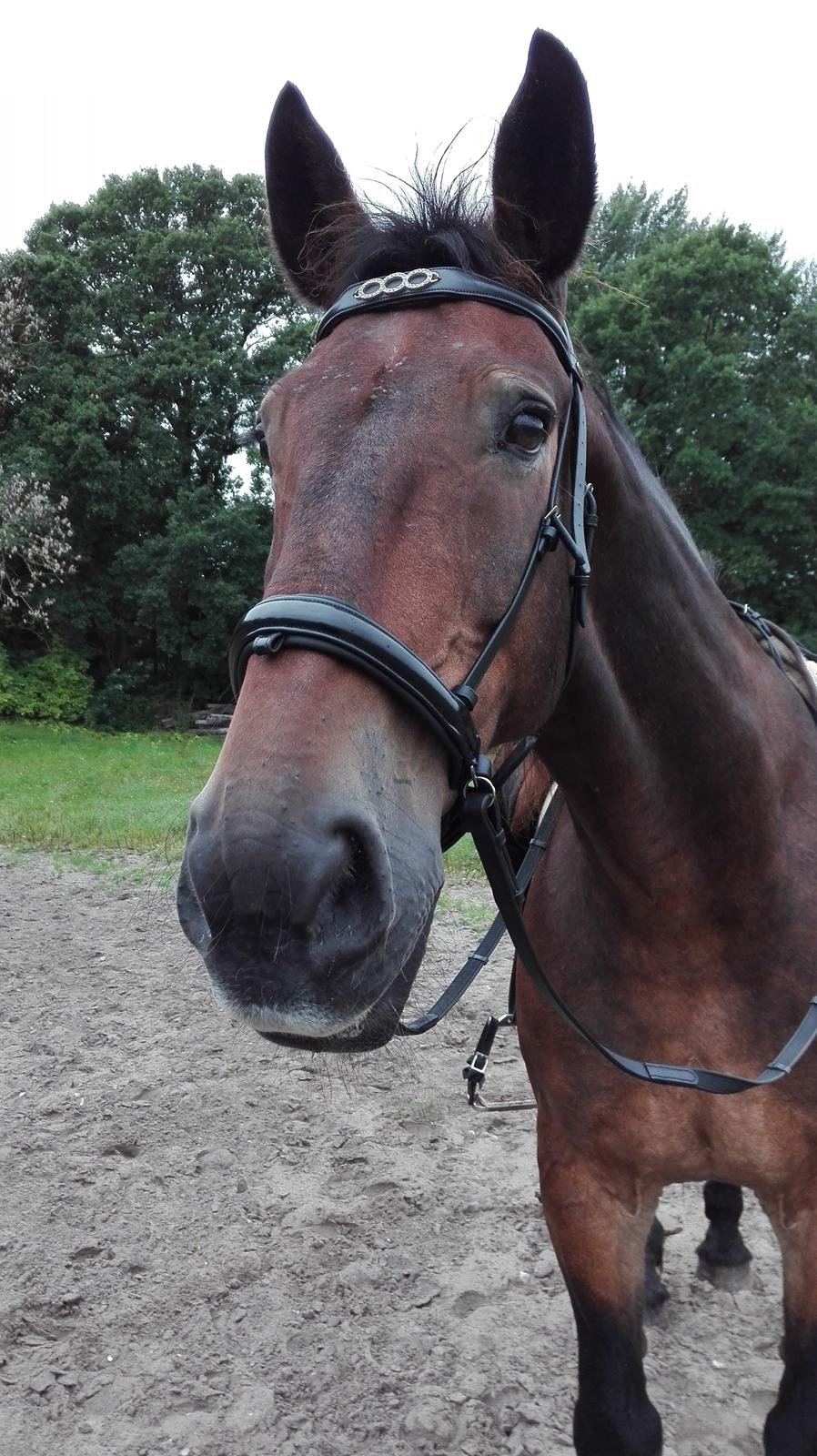 Anden særlig race Basse - Smuk <3 Første gang med ny trense <3 billede 16