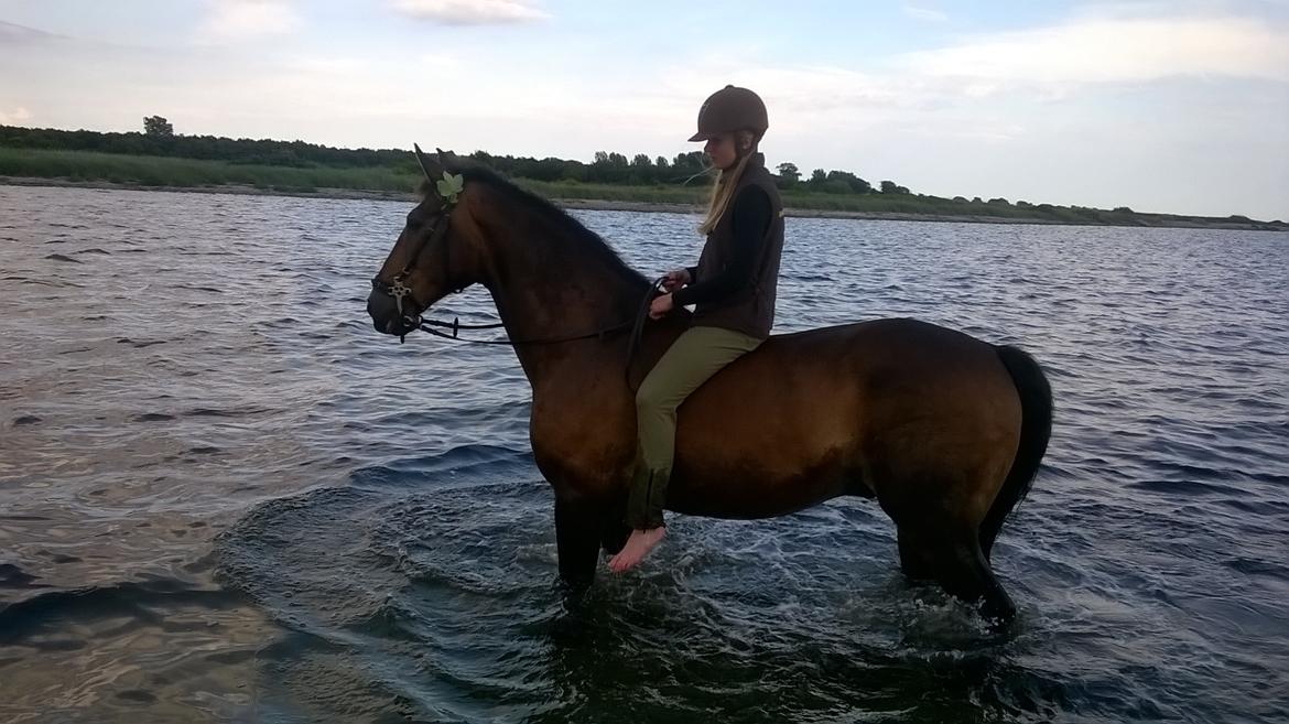 Anden særlig race Basse - Vi spottede lige vennerne inde på stranden <3 billede 12