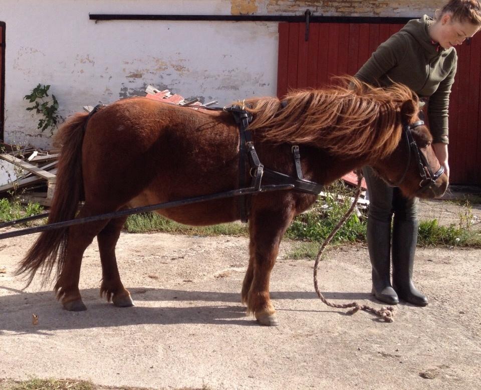 Shetlænder Trangildes Krumme billede 14