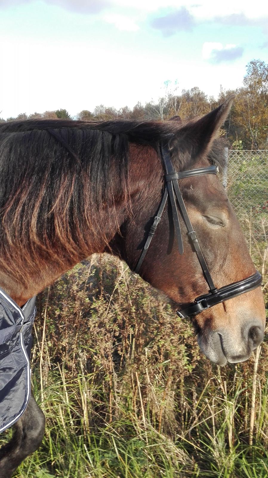 Anden særlig race Basse - Nyder oktober solen og at man ikke er bundet af tov <3 billede 17