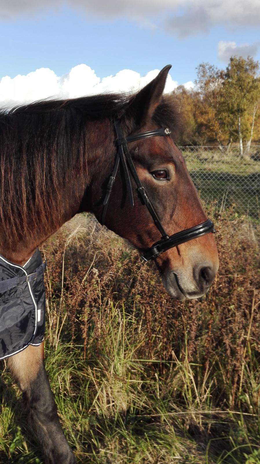 Anden særlig race Basse - Elsker hans udtryk <3 billede 18