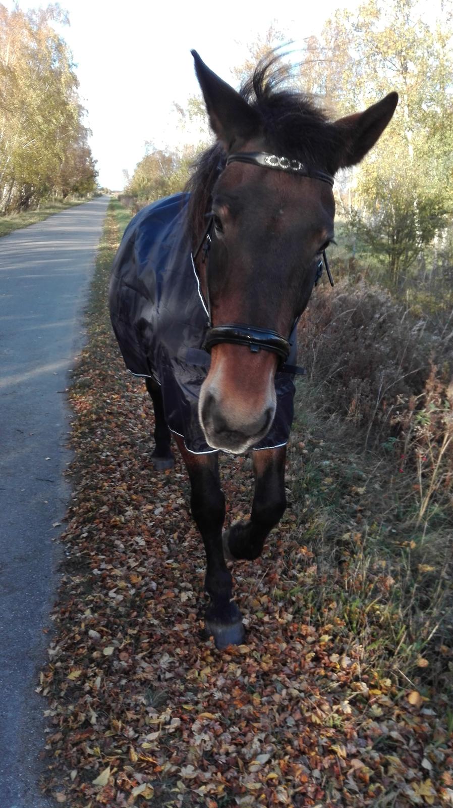 Anden særlig race Basse - Shake d: billede 19