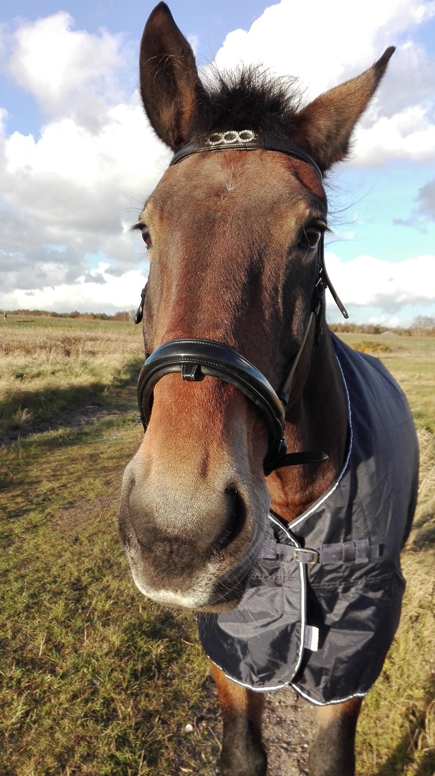 Anden særlig race Basse - Basse 2 år altså <3 Det udtry er guld værd <3 billede 20