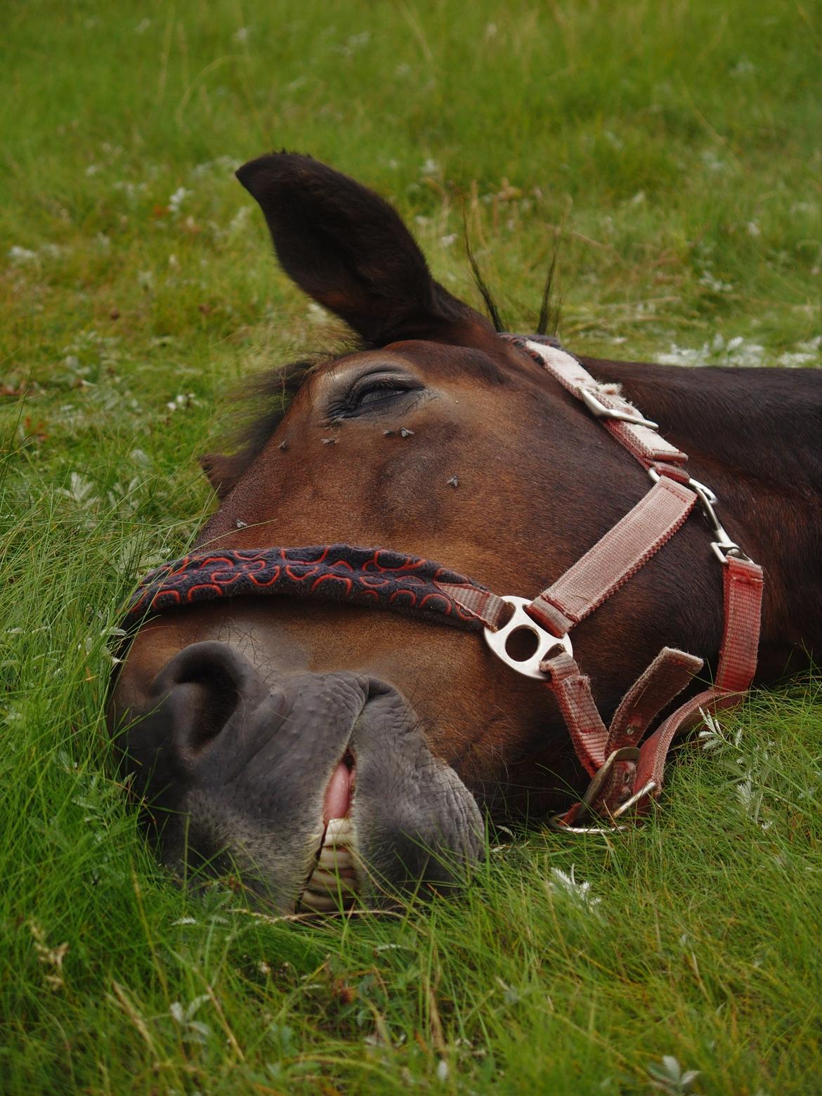 Anden særlig race Basse - Dejlige muldyr <3 billede 13