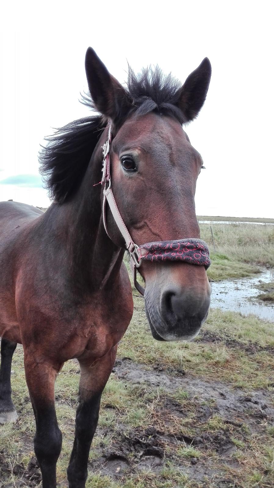Anden særlig race Basse - Igen med vind i håret på folden <3 billede 15