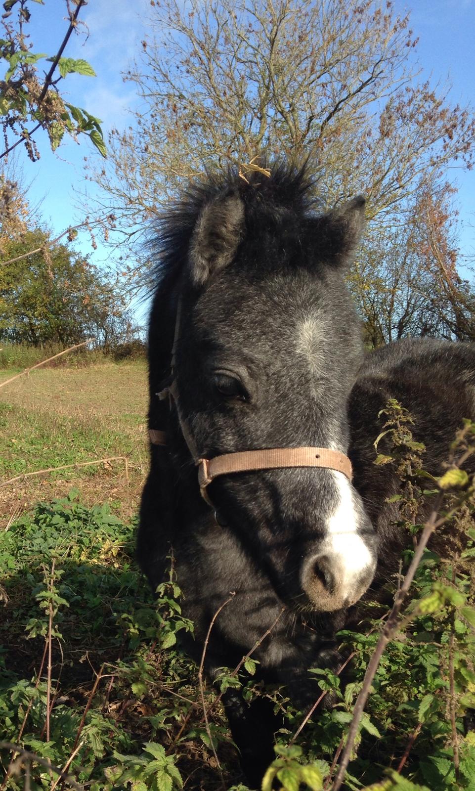 Welsh Mountain (sec A) Stensgaards Jolene billede 9