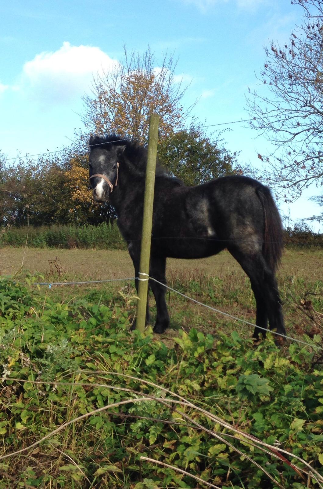 Welsh Mountain (sec A) Stensgaards Jolene billede 11