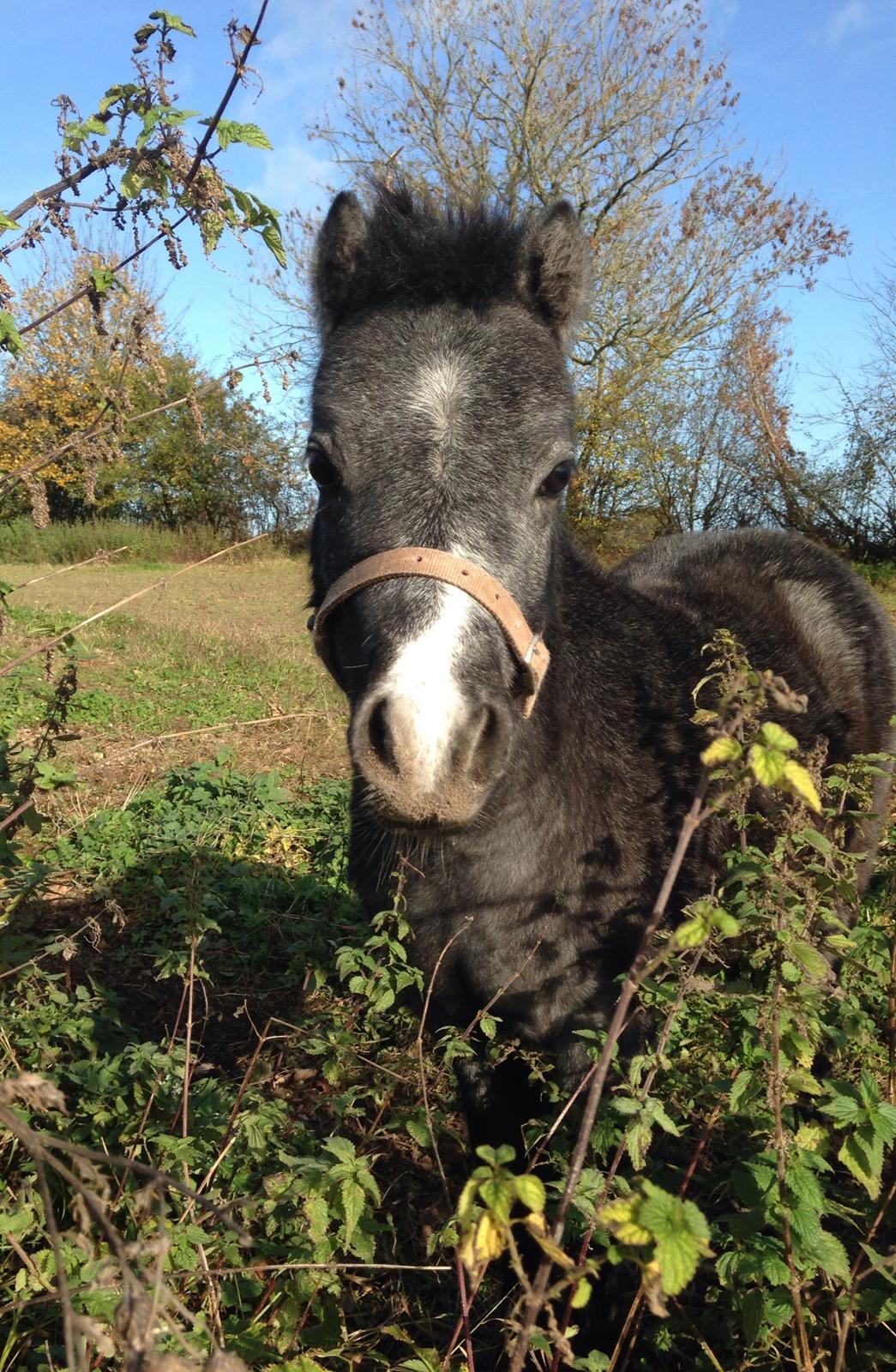 Welsh Mountain (sec A) Stensgaards Jolene billede 10