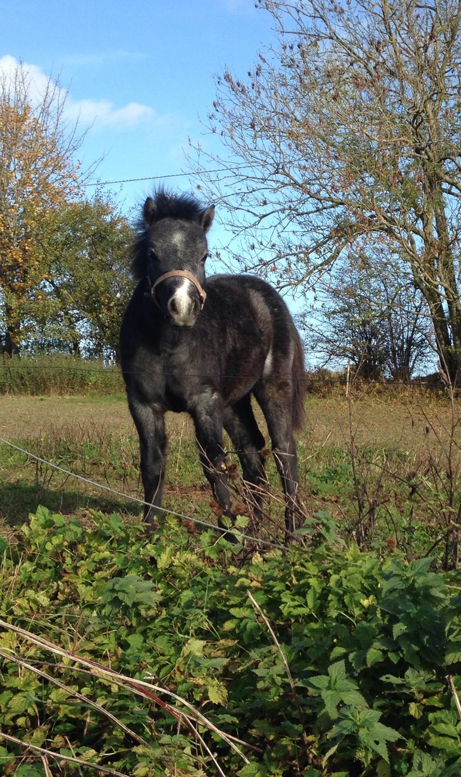 Welsh Mountain (sec A) Stensgaards Jolene billede 12