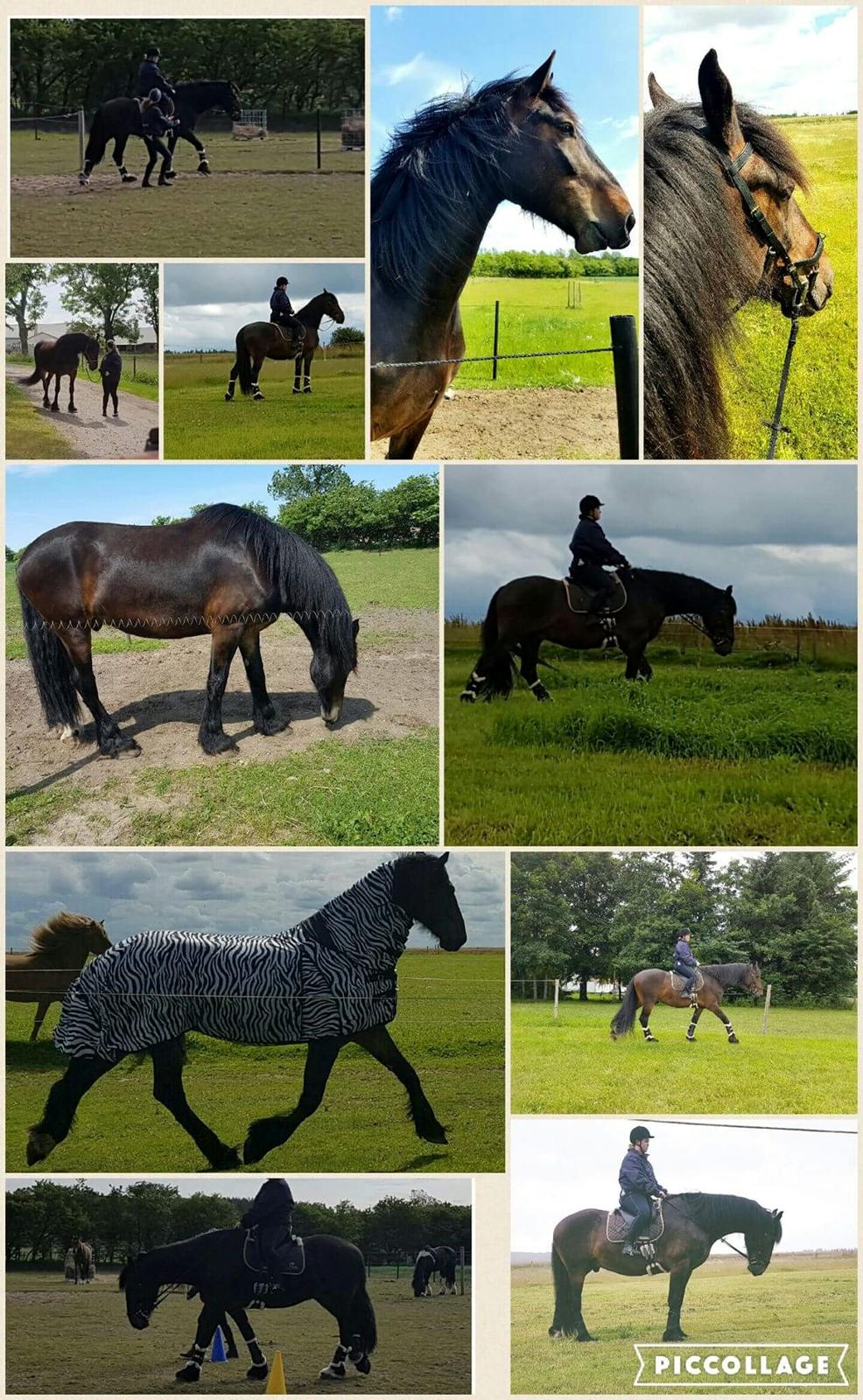 Anden særlig race Sir John John billede 9