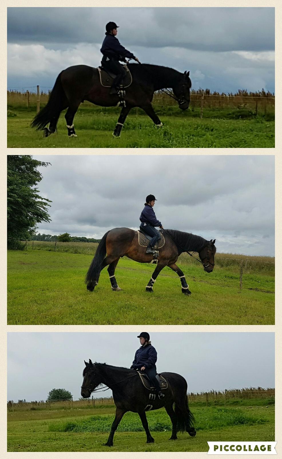 Anden særlig race Sir John John billede 10