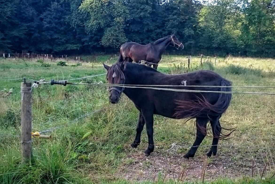 Shetlænder Bellis - Fra den første dag d. 19. september 2016 :) billede 1