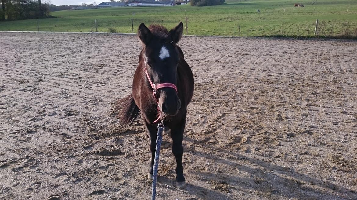Shetlænder Bellis billede 2