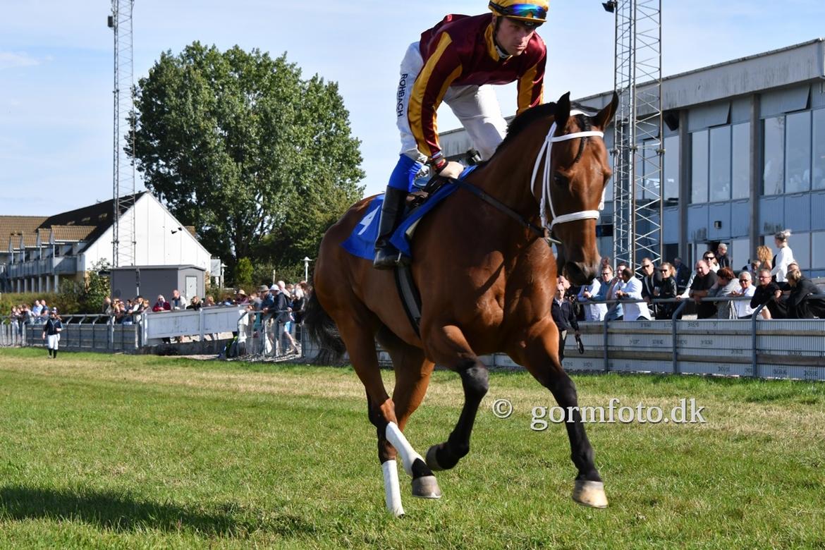 Fuldblod (XX) Fillip Stark - FVB d. 17/9-16 billede 19