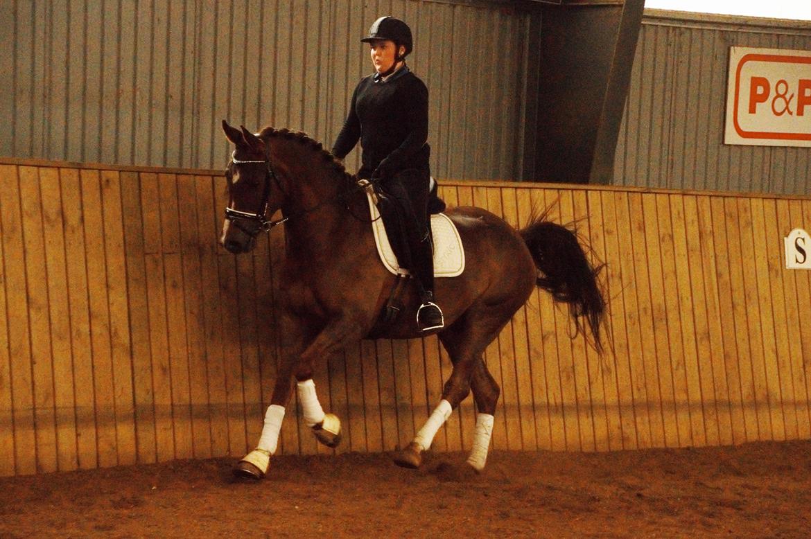 Anden særlig race Spirit billede 2