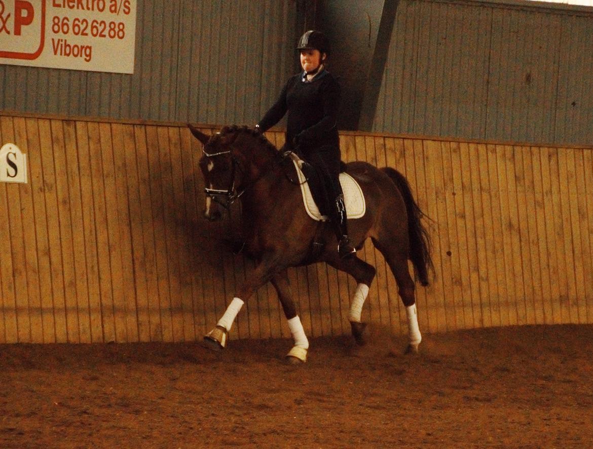 Anden særlig race Spirit billede 3