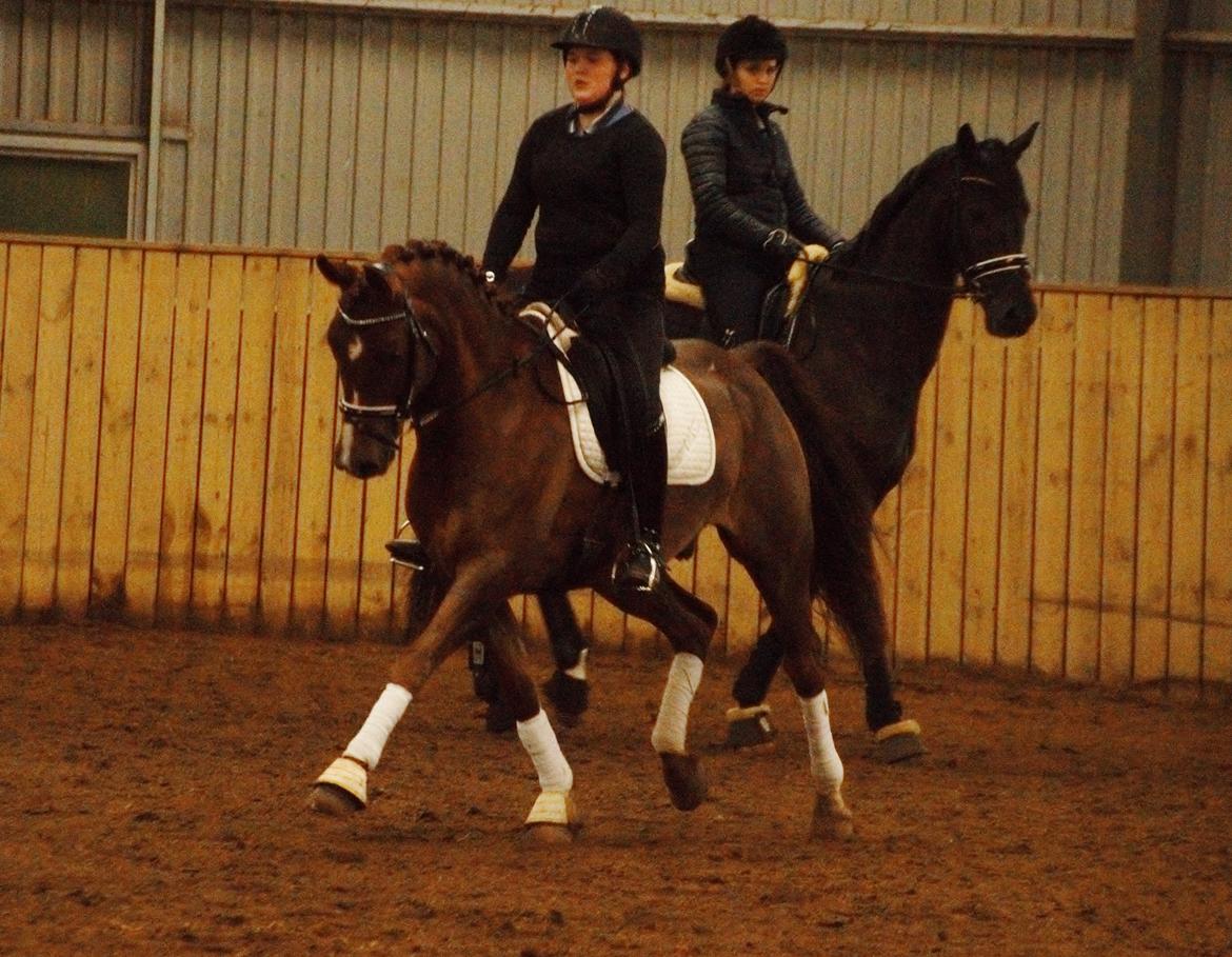 Anden særlig race Spirit billede 4