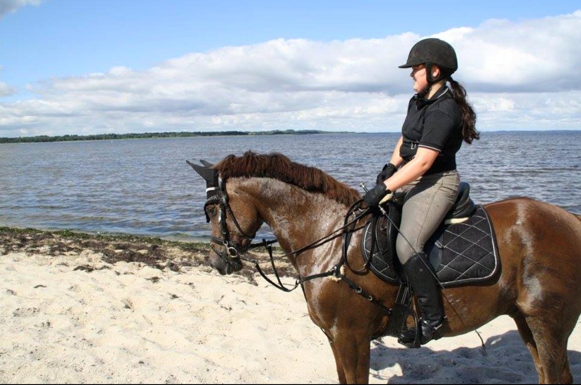 Anden særlig race Spirit billede 5
