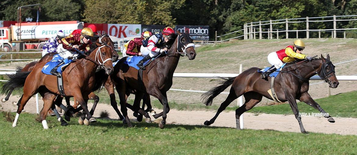 Fuldblod (XX) Fillip Stark - FVB 17/9-16 billede 8
