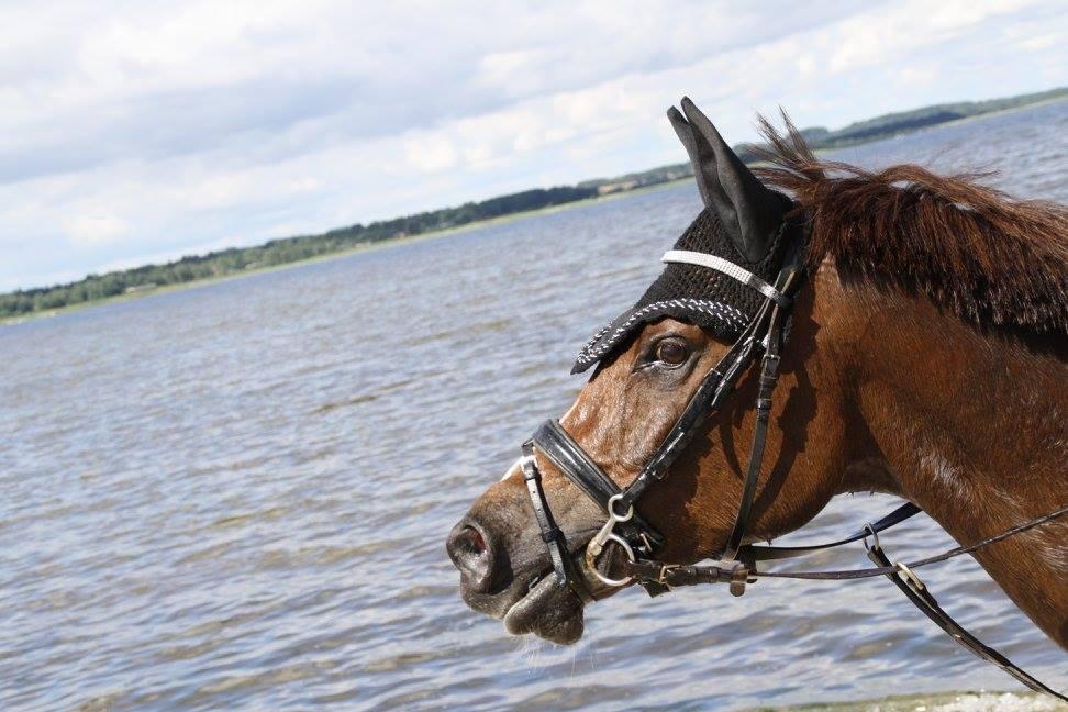 Anden særlig race Spirit billede 1