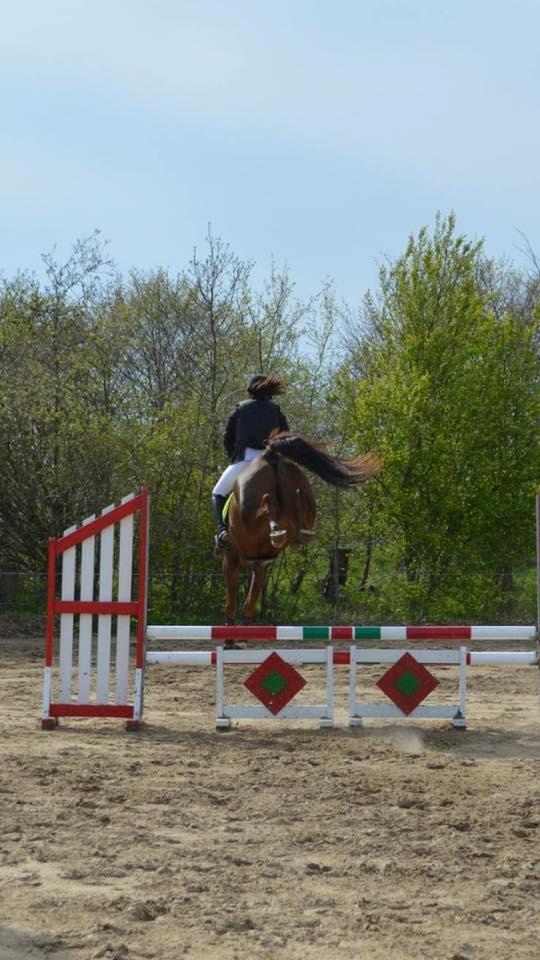 Anden særlig race Spirit billede 10