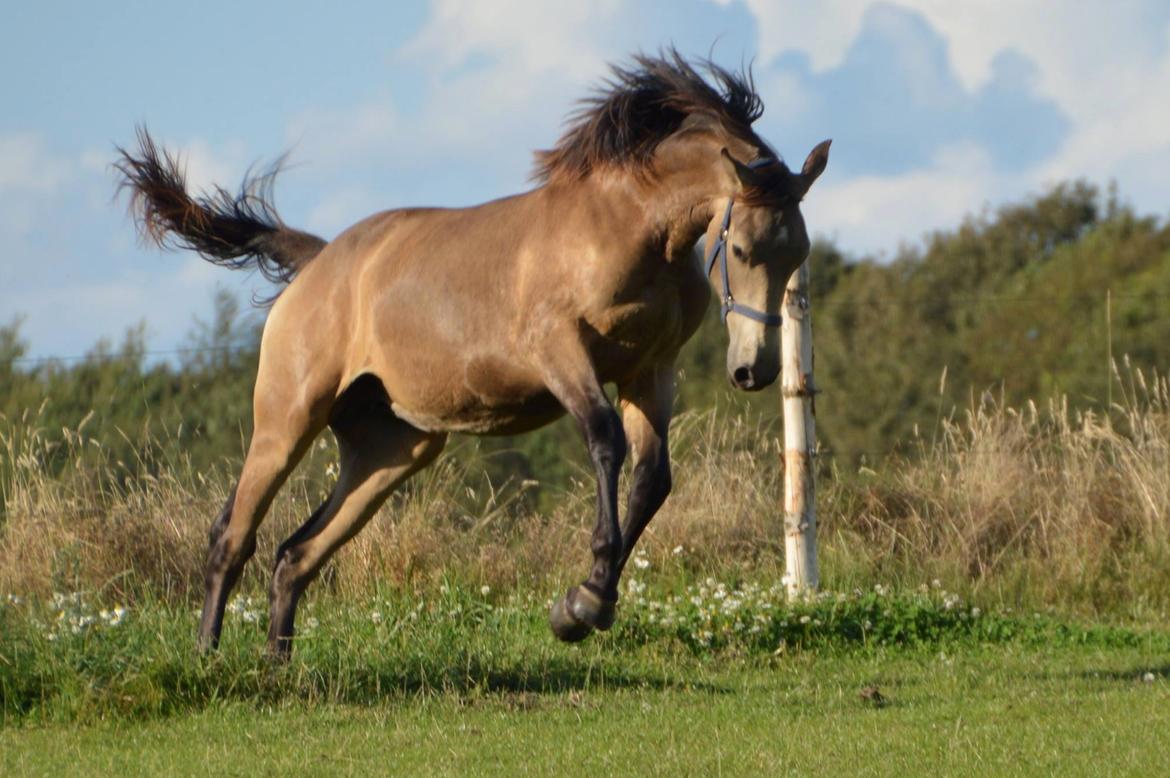 Palomino Malucca billede 1