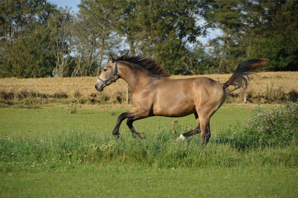 Palomino Malucca billede 4