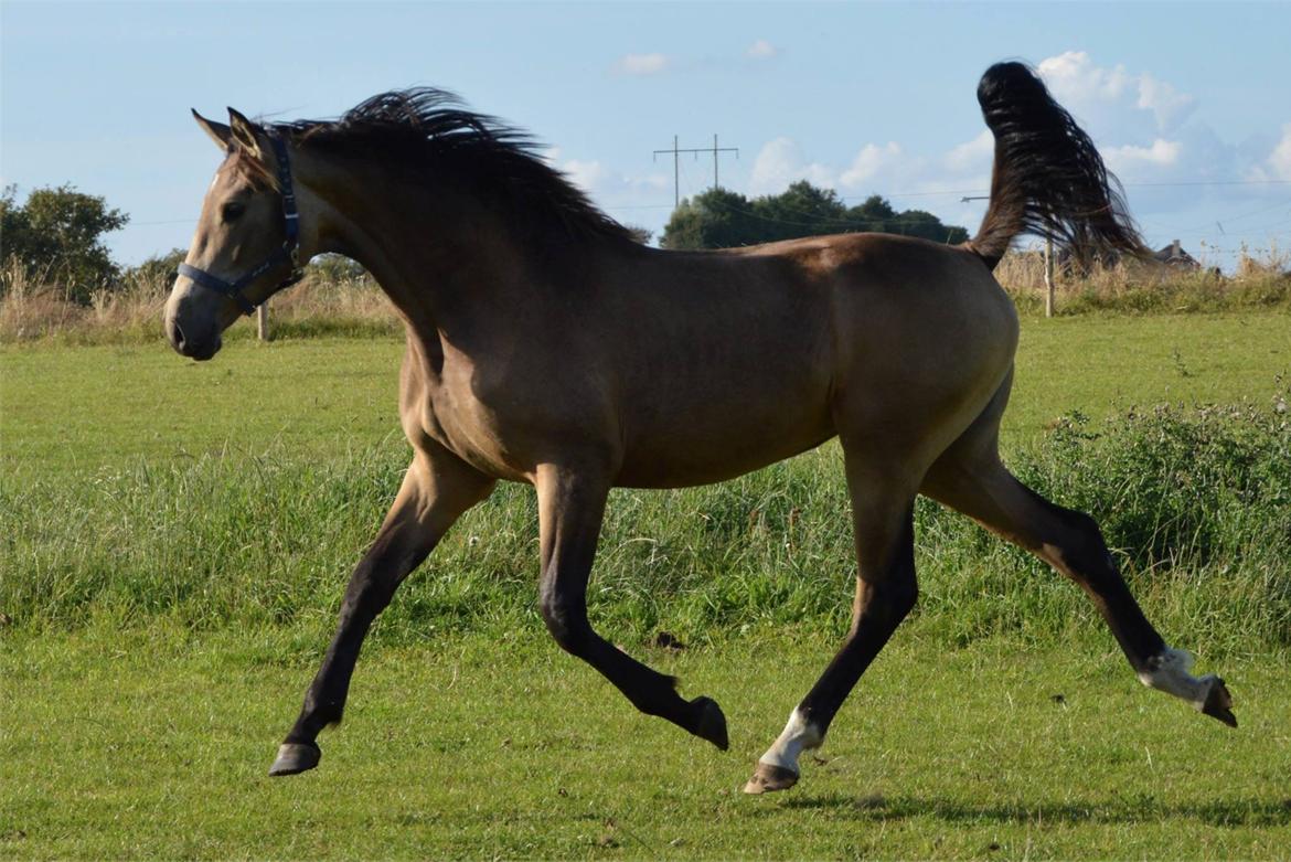 Palomino Malucca billede 2
