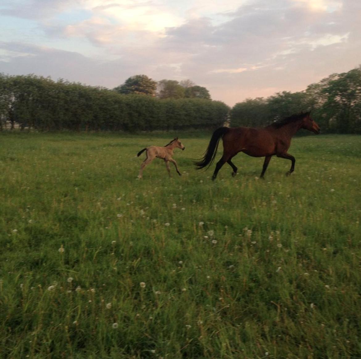 Palomino Malucca - Malucca kort efter hun var født :) billede 6