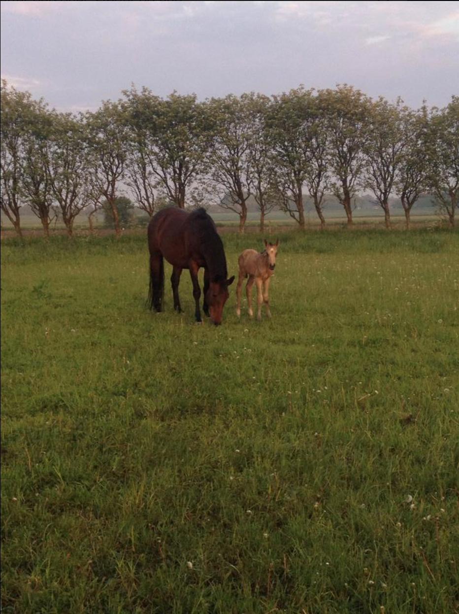 Palomino Malucca billede 7