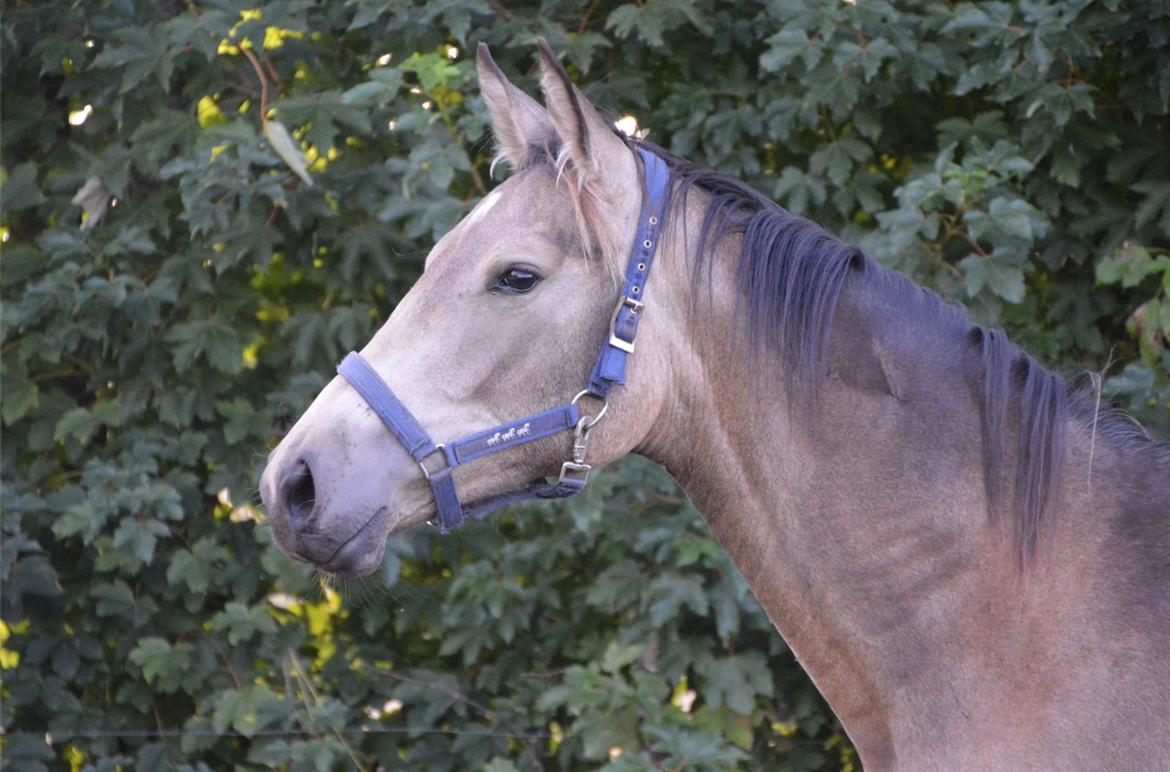 Palomino Malucca billede 5