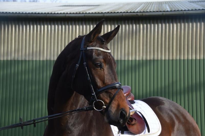 Dansk Varmblod Te´meritas billede 2