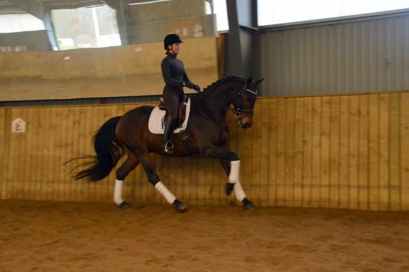 Dansk Varmblod Te´meritas billede 3