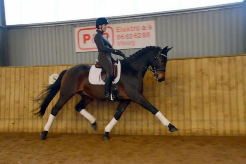 Dansk Varmblod Te´meritas billede 1