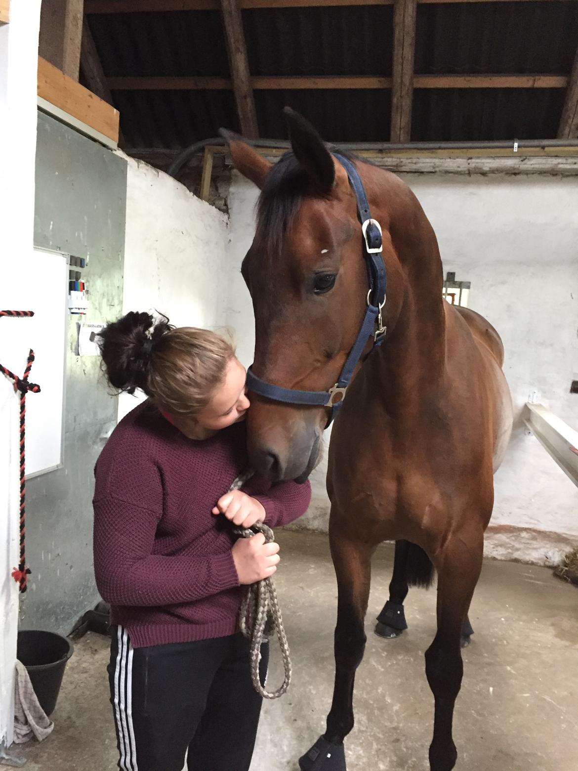 Dansk Varmblod Te´meritas - Et sidste farvel, inden han rejse til USA billede 4