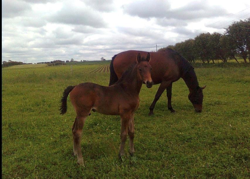 Dansk Varmblod Te´meritas - Te´meritas som føl billede 5