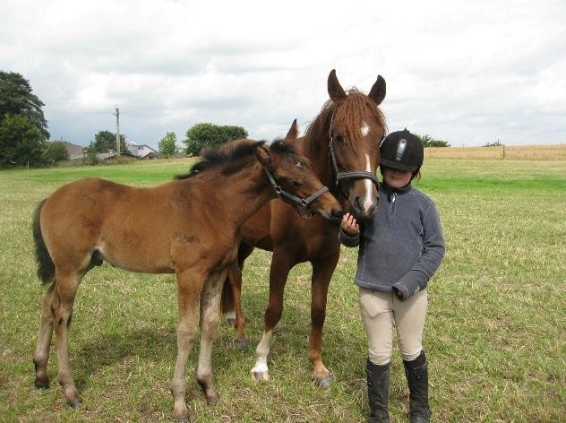 Dansk Varmblod Te´meritas billede 7