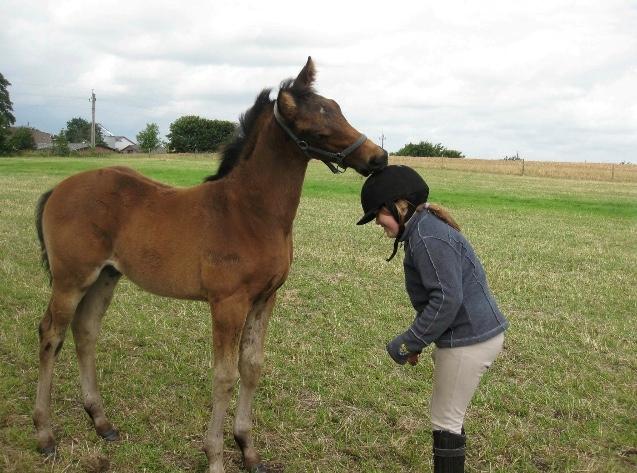 Dansk Varmblod Te´meritas billede 8