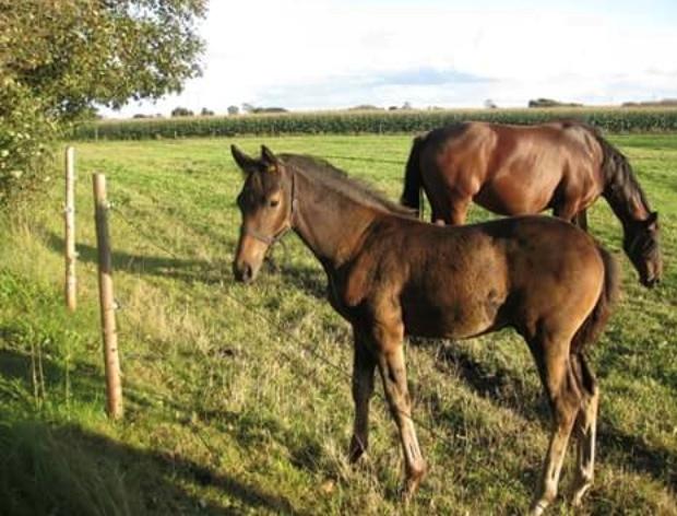 Dansk Varmblod Te´meritas billede 6