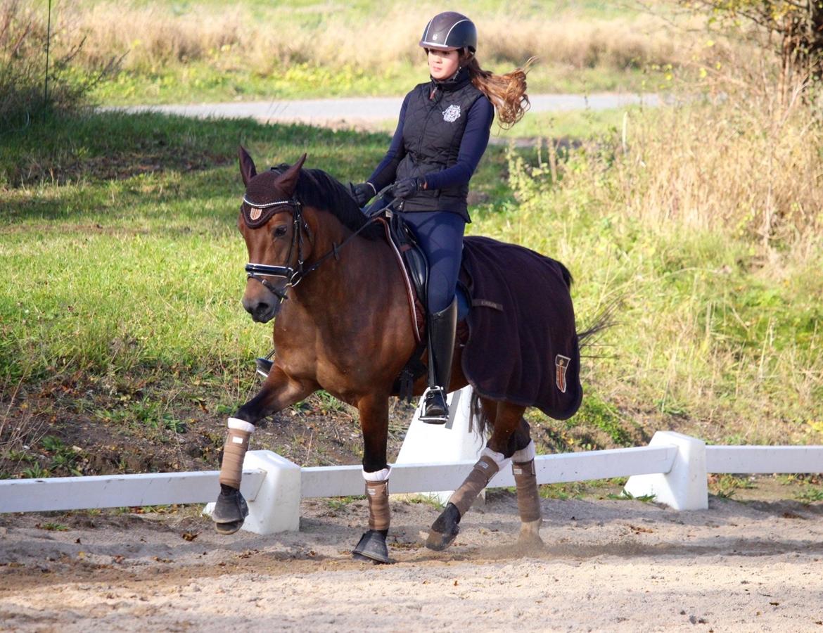 New Forest Kærgaardens Cayenne - Velkommen til Cayennes profil <3 billede 1